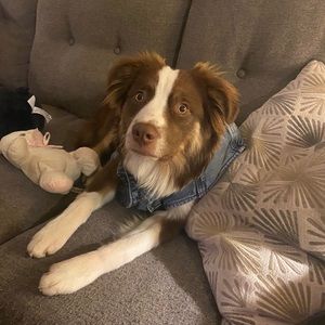 Meet your Posher, Kiley